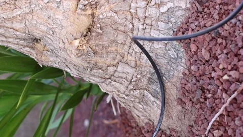 An automatic sprinkler with pipe under palm tree closeup. Stock Footage 196572850