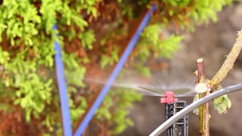 Automatic sprinkler spraying water. Closeup. 4K Stock Footage 196101513