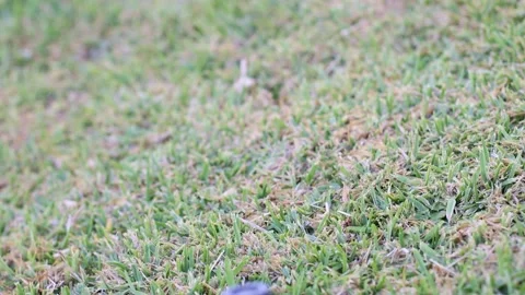 An automatic sprinkler system in the grass. Closeup. Selective focus. Video stock 197953633