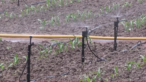 Automatic sprinkler system watering a field Stock Footage 276172799