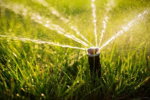 Automatic sprinkler system watering the lawn at sunset. Stock Photos