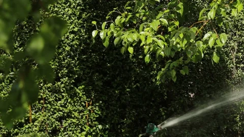 Automatic sprinkler system for watering plants and lawns. Stock Footage 108935880