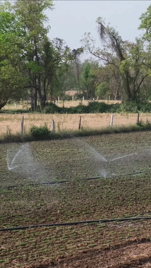 Automatic sprinkler system watering young crops in a green field Stock-Footage 331063107