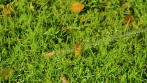 Automatic sprinkler watering system for plants and lawn. Slow motion. HD 库存影片 88431150