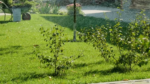 Automatic sprinkler watering system for plants and lawn. HD 動画素材 88542853