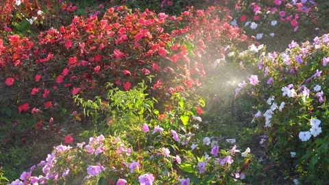Automatic sprinkler watering vibrant red, pink, and white impatiens in a ga.. Stock Footage 331061478