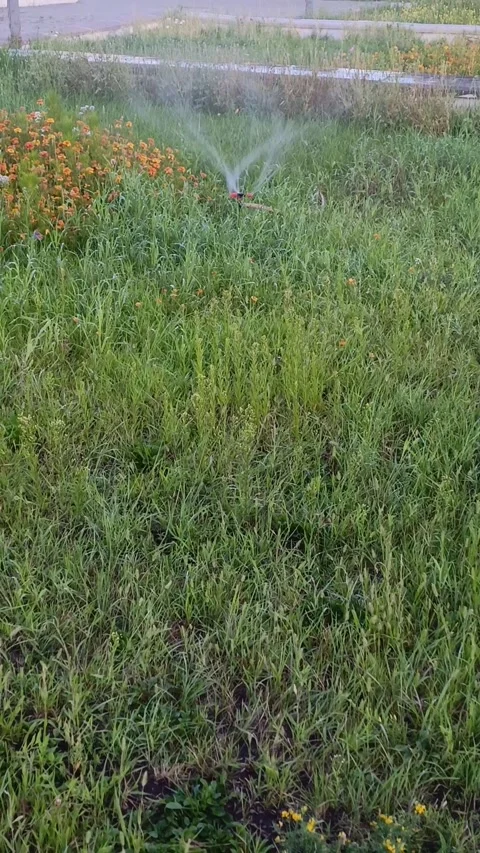 An automatic sprinkler waters the green grass in the garden. Garden lawn. Stock Footage 314359892