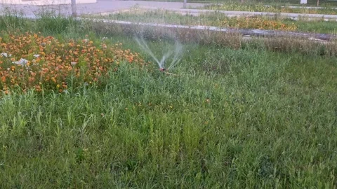 An automatic sprinkler waters the green grass in the garden. Garden lawn. Video stock 314360018
