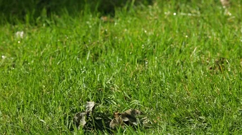 The Automatic Sprinkler When Watering The Lawn Video stock 51829954