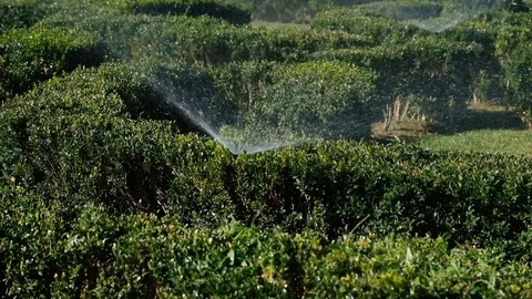Automatic sprinkler working in the green garden Stock Footage 117841840