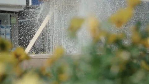 Automatic sprinkler in yellow flowers - focus and blur Stock Footage 128092619