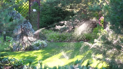 Automatic sprinklers watering grass, pines, fir trees. Garden irrigation system. Video stock 157129366