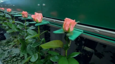 An automatic transport line filled with freshly cut roses at flower factory. 4K. Stock Footage 79068015