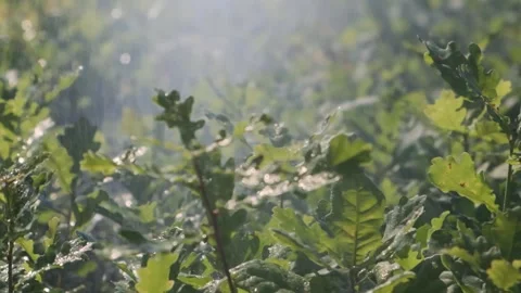 Automatic tree watering on a special growing field Stock Footage 300764644