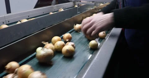 Automatic vegetable processing line. Video stock 202895923