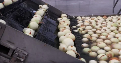 Automatic vegetable processing line. Video stock 202896169