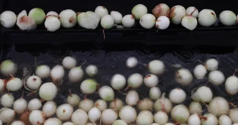 Automatic vegetable processing line. Video stock 202896202