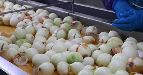 Automatic vegetable processing line. Stock Footage 202896204