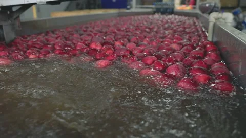 Automatic washing of apples in production Stock Footage 194546207