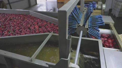 Automatic washing of apples in production Stock Footage 195301324