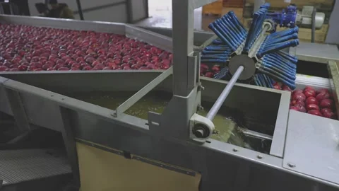 Automatic washing of apples in production Stock Footage 197022199
