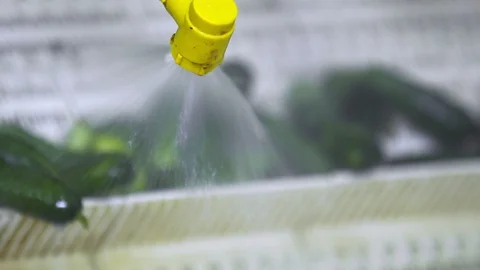 Automatic washing Line for Processing of Vegetables. Preserving Cucumber. Canned Stock Footage 127855627