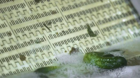 Automatic washing Line for Processing of Vegetables. Preserving Cucumber. Canned Stock Footage 127855778