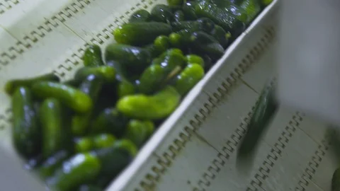 Automatic washing Line for Processing of Vegetables. Preserving Cucumber. Canned Stock Footage 127856145
