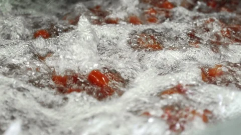 Automatic washing Line for Processing of Vegetables. Preserving tomatoes. Canned Stock Footage 127858471