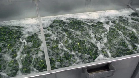 Automatic washing Line for Processing of Vegetables. Preserving Cucumber. Canned Stock Footage 127861975