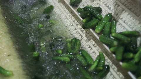 Automatic washing Line for Processing of Vegetables. Preserving Cucumber. Canned Stock Footage 129263628
