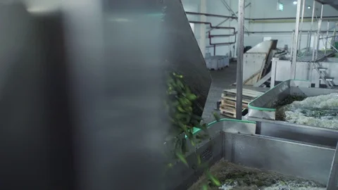 Automatic washing Line for Processing of Vegetables. Preserving Cucumber. Canned Stock-Footage 129266595