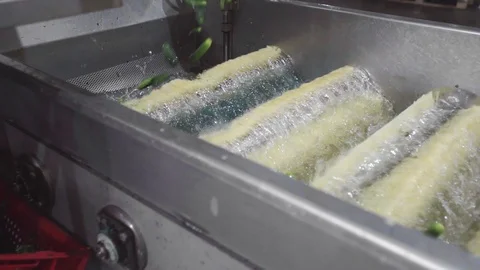 Automatic washing Line for Processing of Vegetables. Preserving Cucumber. Canned Stock Footage 129266768