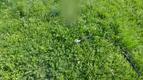 The automatic water sprayer starts to work. Stock Footage 158331552