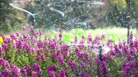 Automatic water sprinkler grass flowers and trees sprinkler head rotation Stock-Footage 334657704