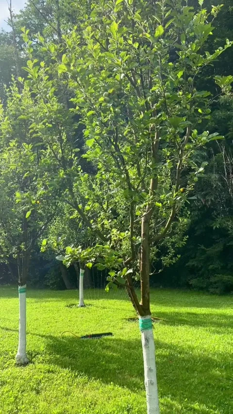 Automatic watering apple trees in the garden on green grass in summer. Gardening Stock Footage 278003259