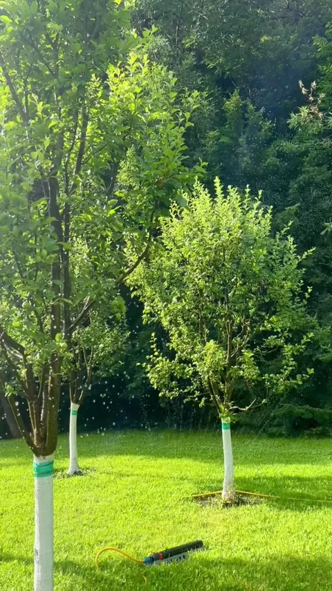 Automatic watering apple trees in garden in summer Gardening organic farm Stock Footage 278003288