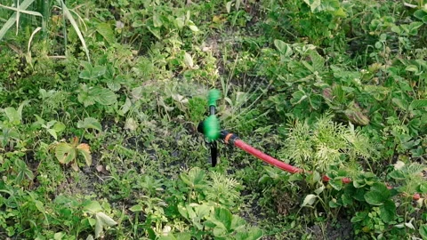 Automatic watering. Automatic watering plants water plants. Stock Footage 134356710