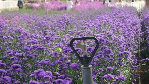 Automatic watering can in the middle of the flower garden aster Stock Footage 302231727