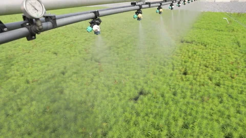 Automatic watering of crops with water. Qualitative technology, Landscaping of Stock Footage 176792065