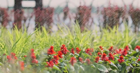 Automatic watering of flowers and grass in city park. Red flowers under splash Vídeos de archivo 244458388