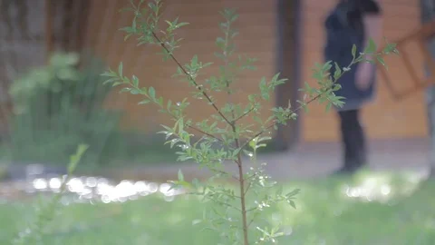 Automatic watering Stock Footage 92604987