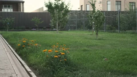 Automatic watering of the lawn Stock Footage 157471059