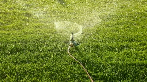 Automatic watering lawn grass in the garden. Selective focus. Video stock 237366442