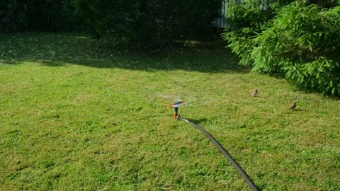 Automatic watering of the lawn in the yard with an irrigator. spray flying on Stock Footage 242098726