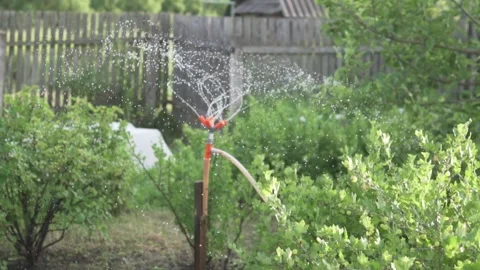 Automatic watering of plants in the garden Stock Footage 244979972