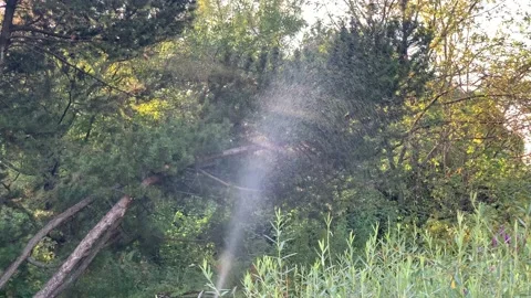 Automatic watering of plants in the park, selective focus, artificial fog Stock Footage 138184353