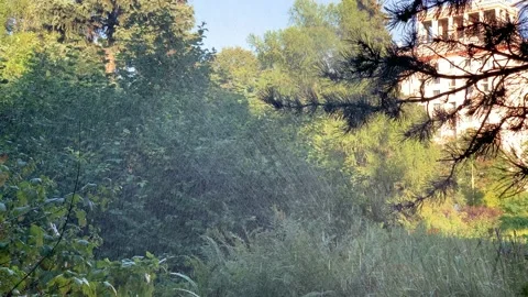 Automatic watering of plants in the park, selective focus, artificial fog Stock Footage 138334864