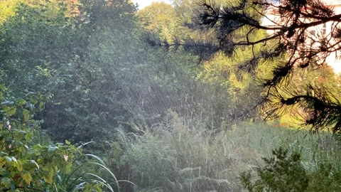 Automatic watering of plants in the park, selective focus, artificial fog Stock Footage 138611129
