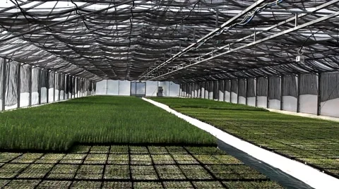 Automatic watering of plants (pine trees) in the greenhouse Stock Footage 46513493